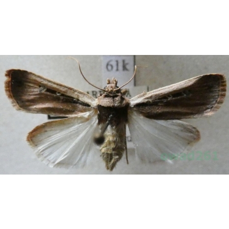 Ochropleura leucogaster (Freyer, 1831) Italy, Sarydnia61k